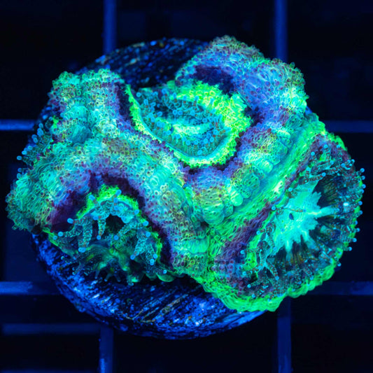 Purple Ring Asian Acan