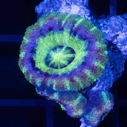 Purple Ring Asian Acan