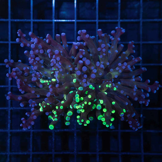 Large Purple Splatter Branching Frogspawn