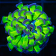 purple tip hammer coral branching