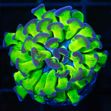 purple tip hammer coral branching