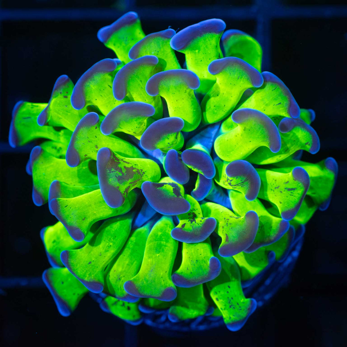 purple tip hammer coral branching