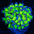 purple tip hammer coral branching