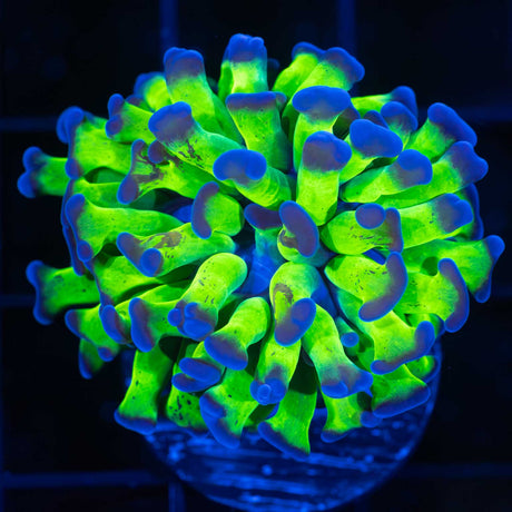 purple tip hammer coral branching