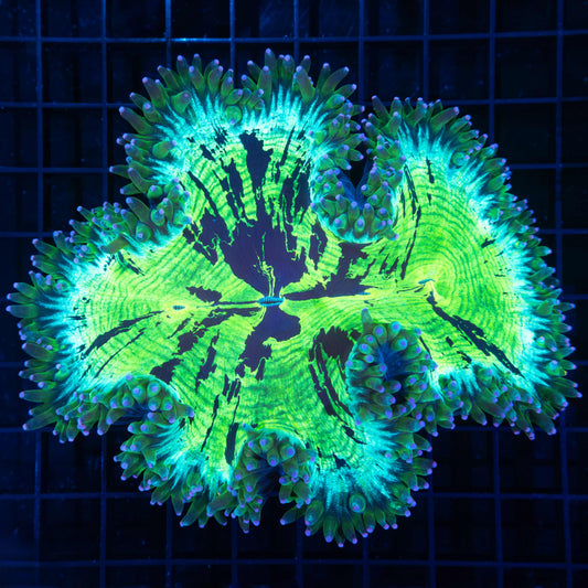 4 Color Elegance Coral 6"