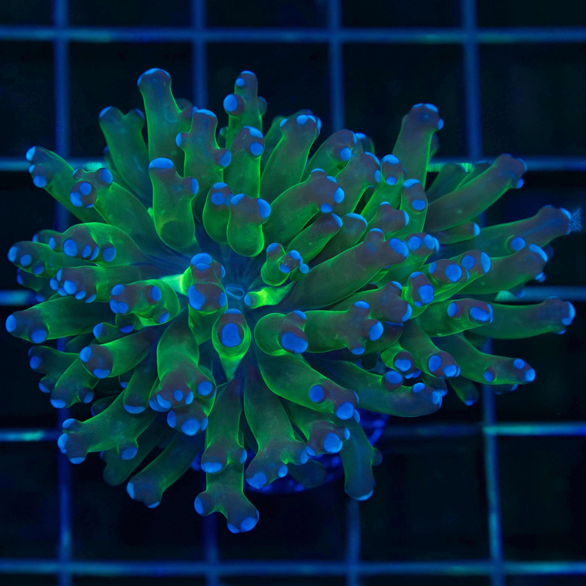Purple Tip Frogspawn Coral
