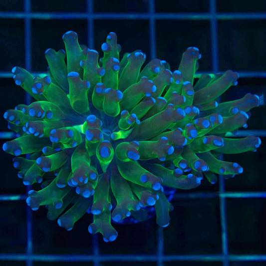 Purple Tip Frogspawn Coral