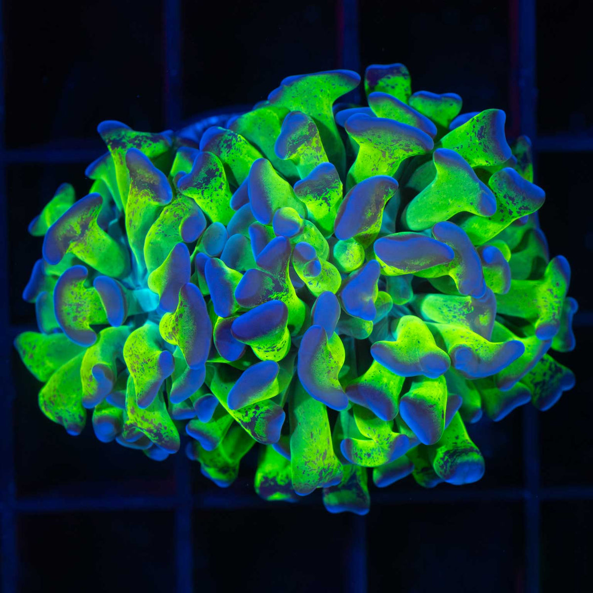 purple tip hammer coral branching