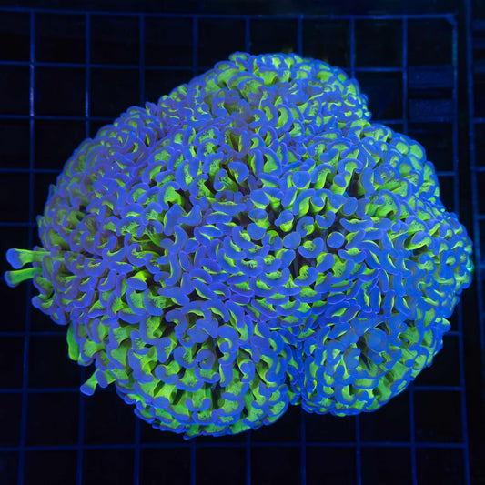 purple tip hammer coral colony
