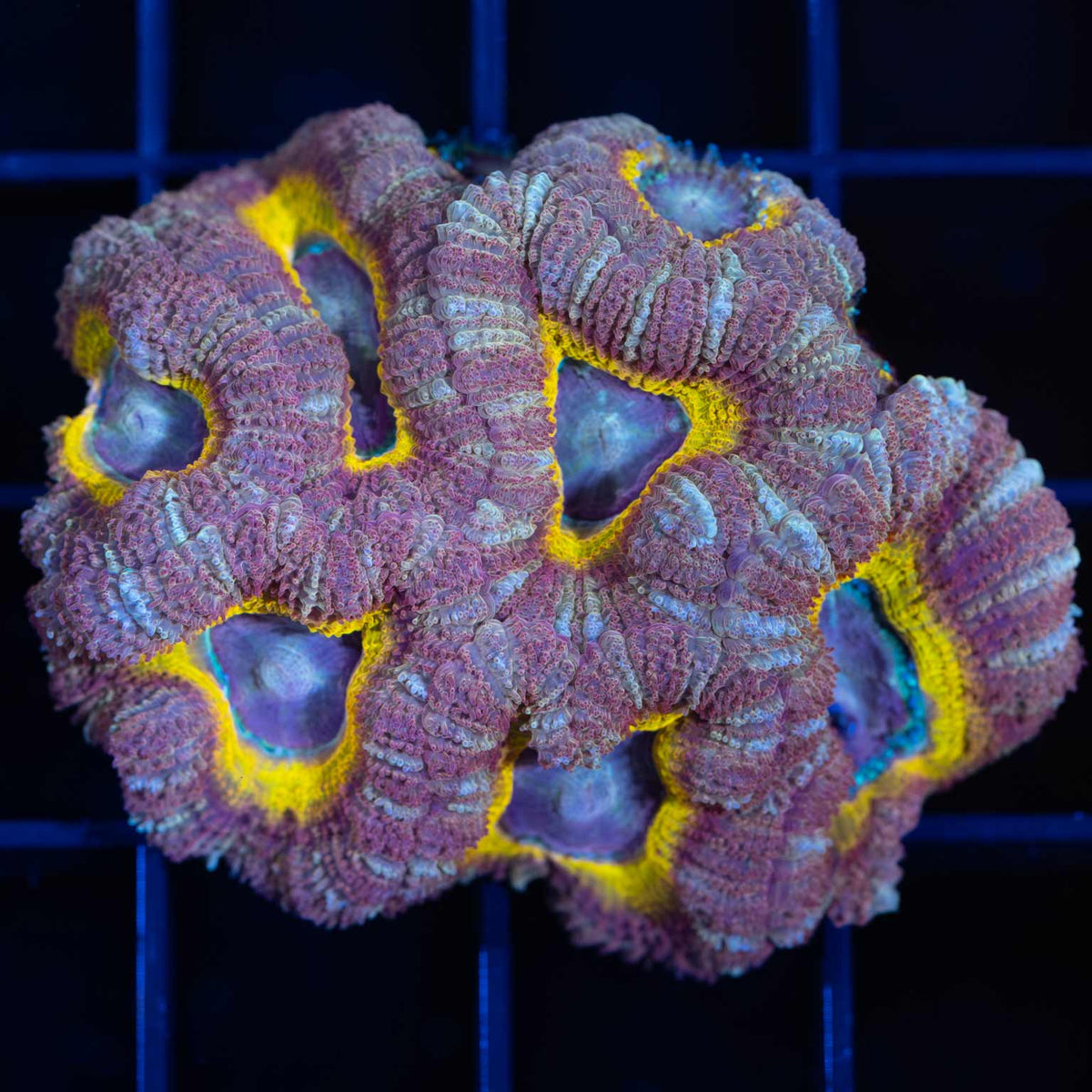 Royal Acan Coral