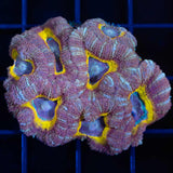 Royal Acan Coral