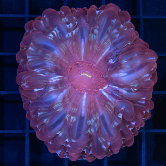 Purple Yellow Lip Cynarina