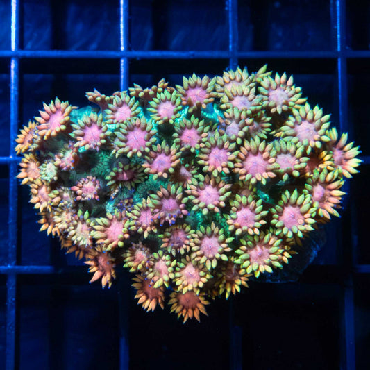 Rainbow Goniopora Coral (Large Frag)