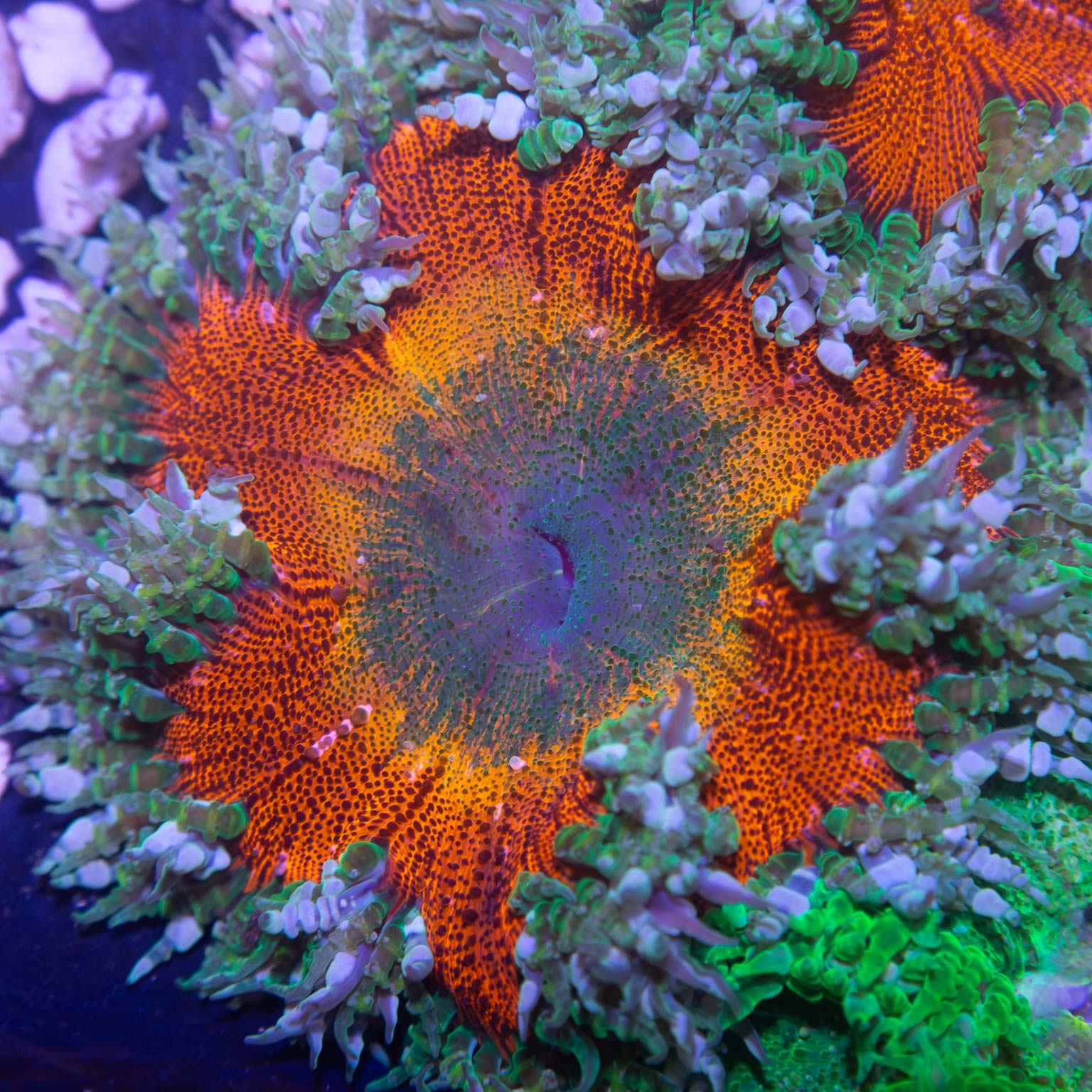 XL Rainbow Rock Flower Anemone 3"