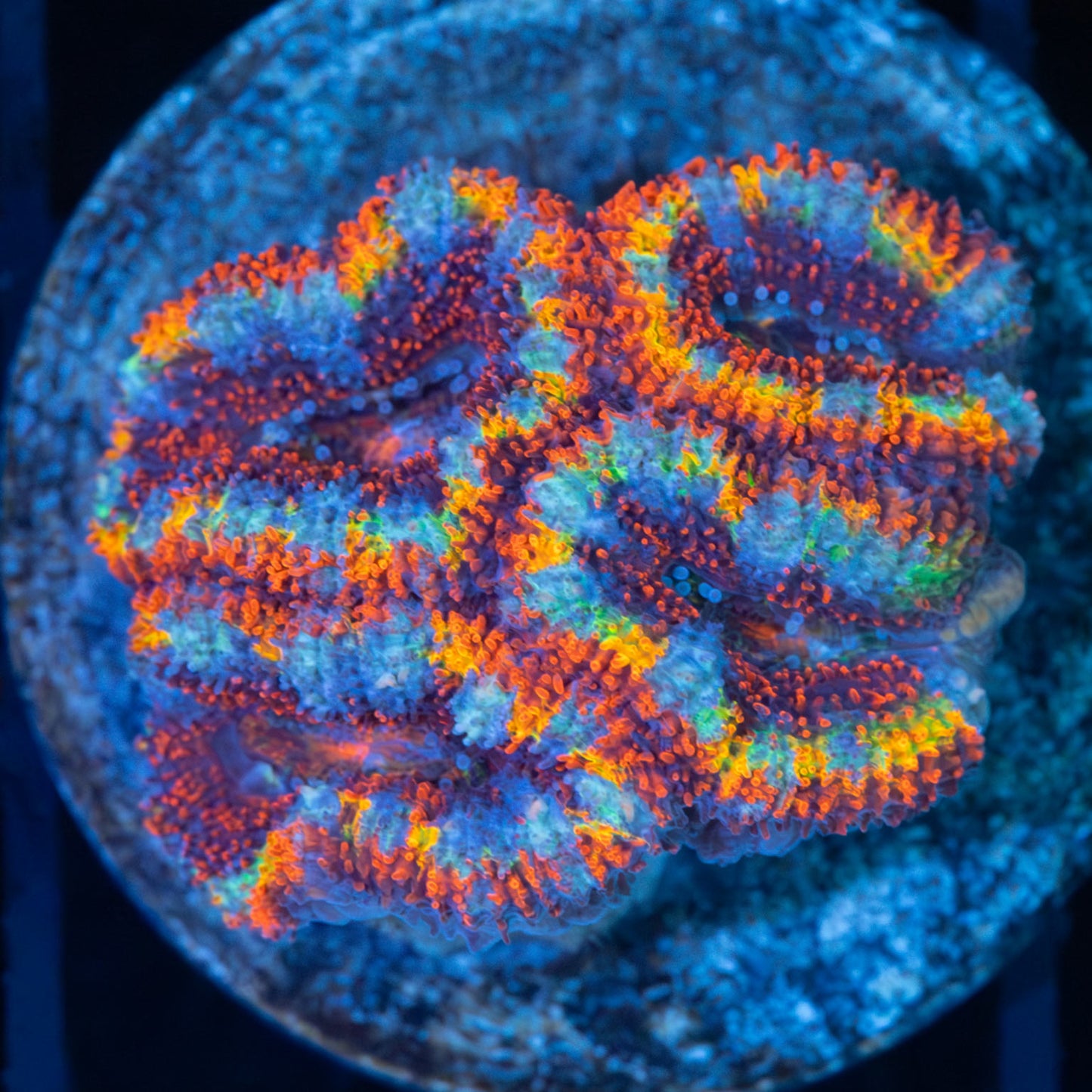 Rainbow Acan