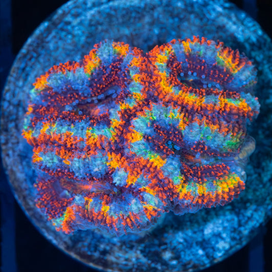 Rainbow Acan