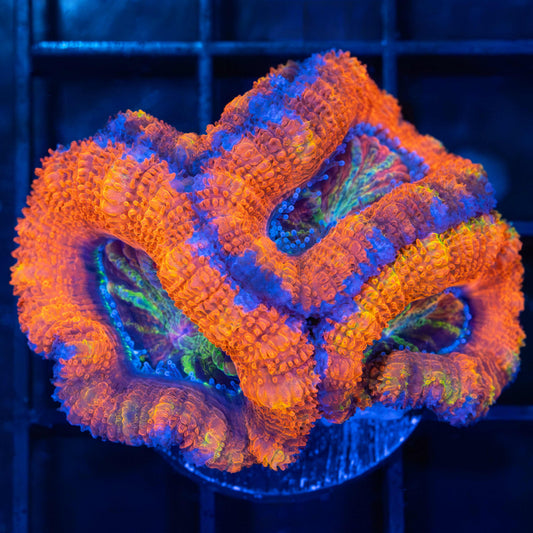 rainbow freak acan