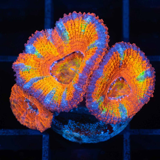 Rainbow Acan 3P (Tanked 9 Months)