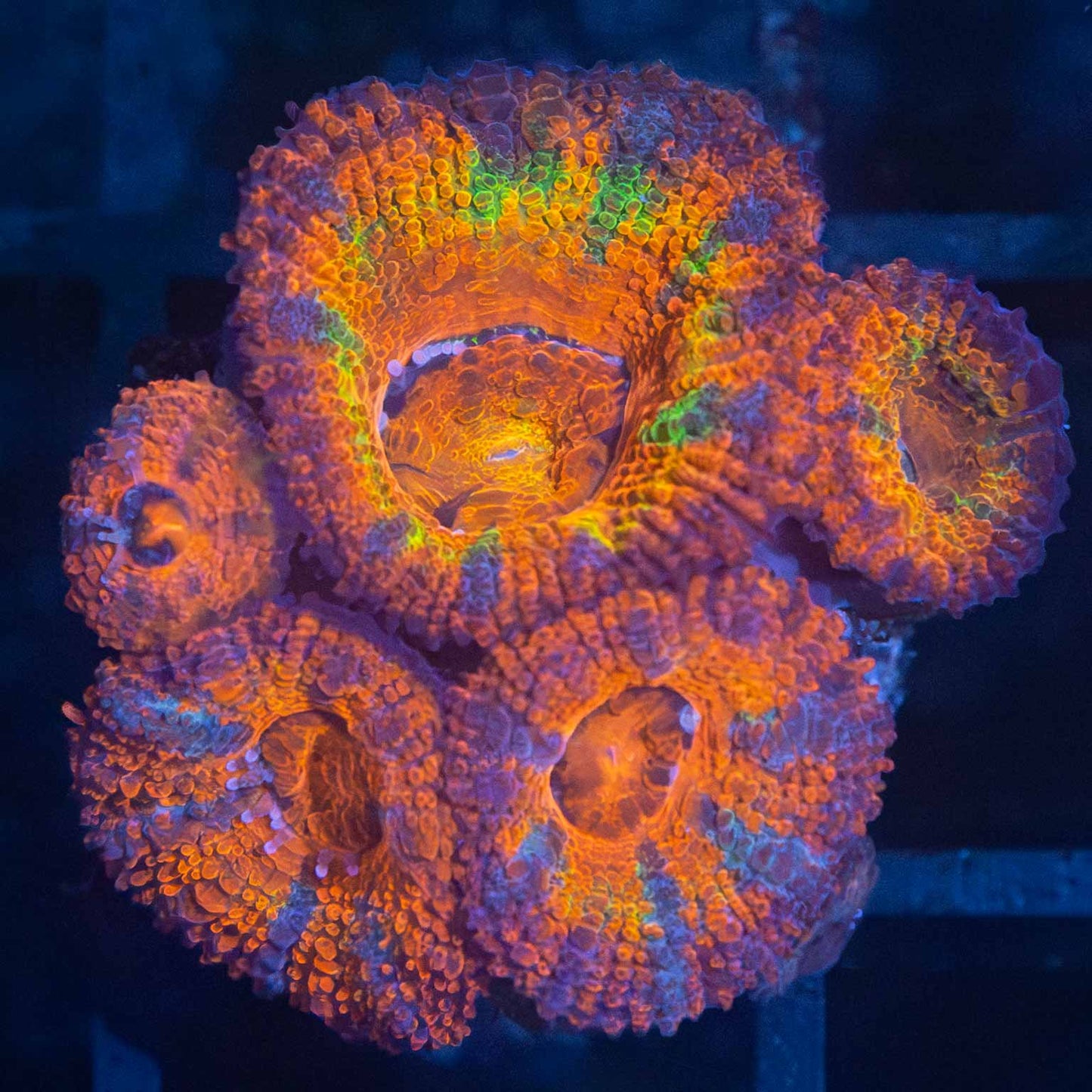 Rainbow Acan (5 Polyps)