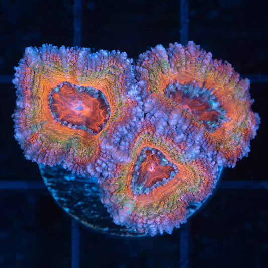Rainbow Acan Coral (3 polyps)