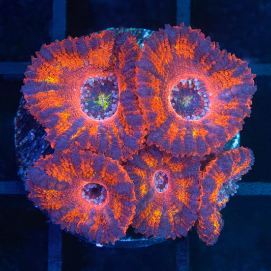 Rainbow Acan