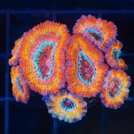 Tank Grown Rainbow Acan Colony