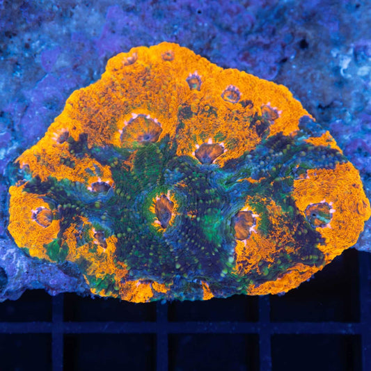 Rainbow Acan Echinata Colony