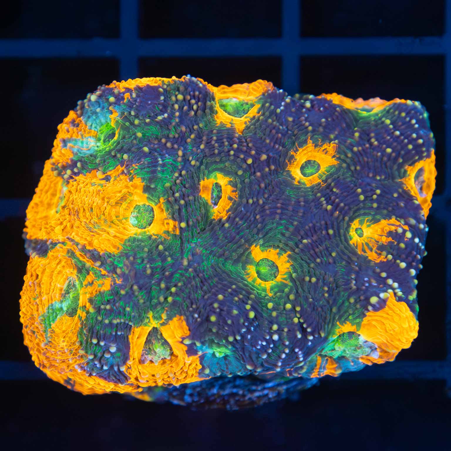 Rainbow Acan Echinata 1.75"