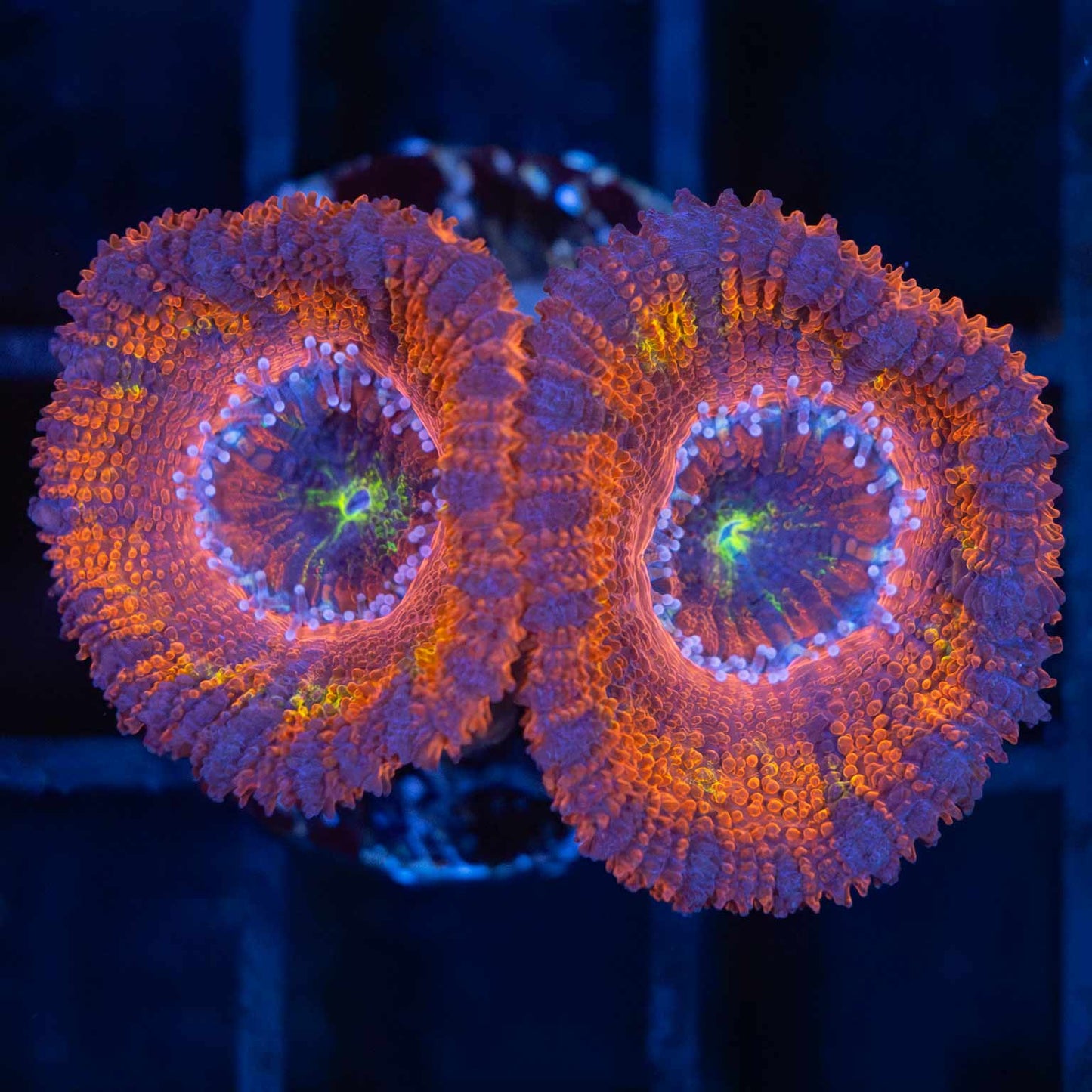 Rainbow Acan Tank Grown (2 Polyps)