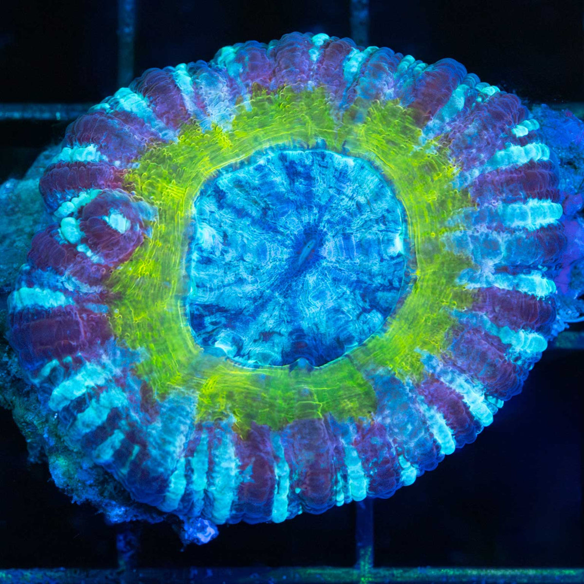 Rainbow Acan Maxima