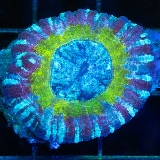 Rainbow Acan Maxima