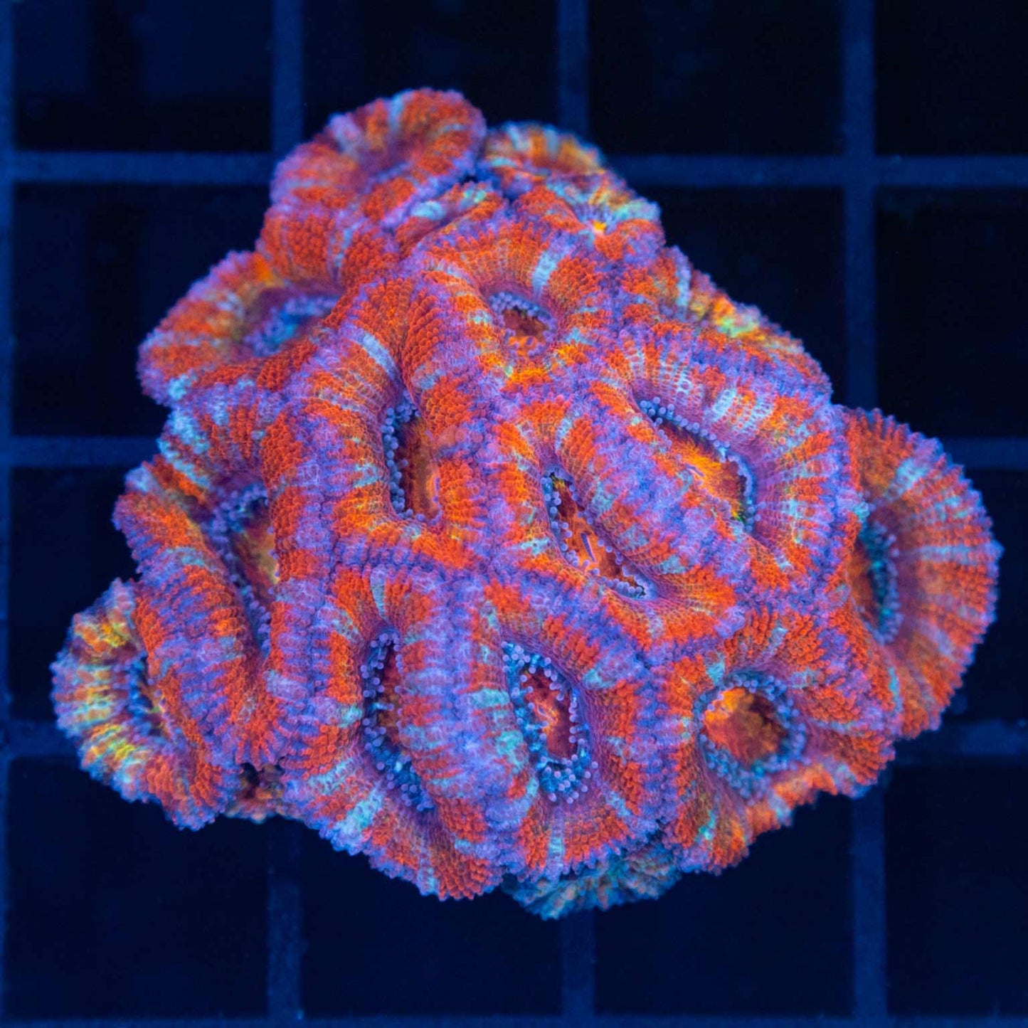 Rainbow Acan Colony