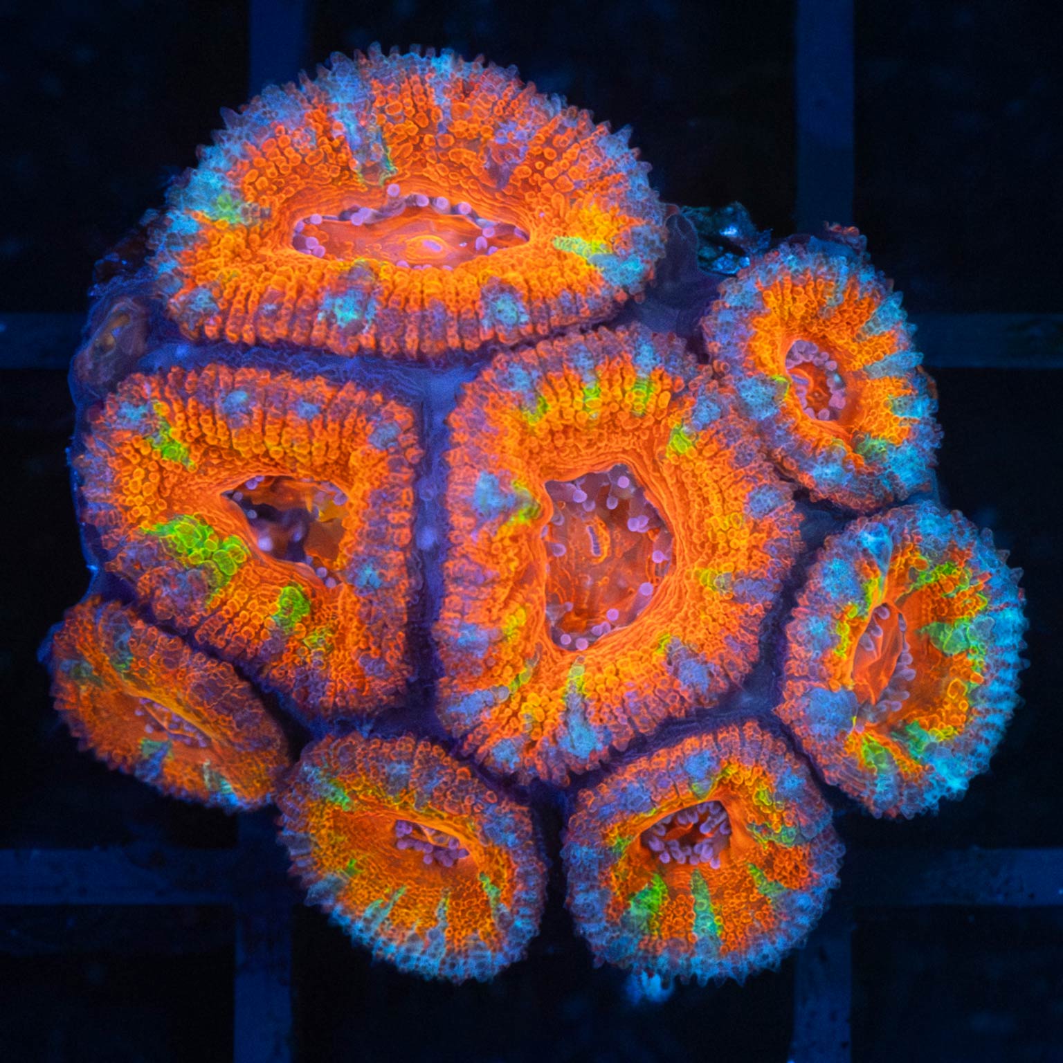 Tank Grown Rainbow Acan Colony