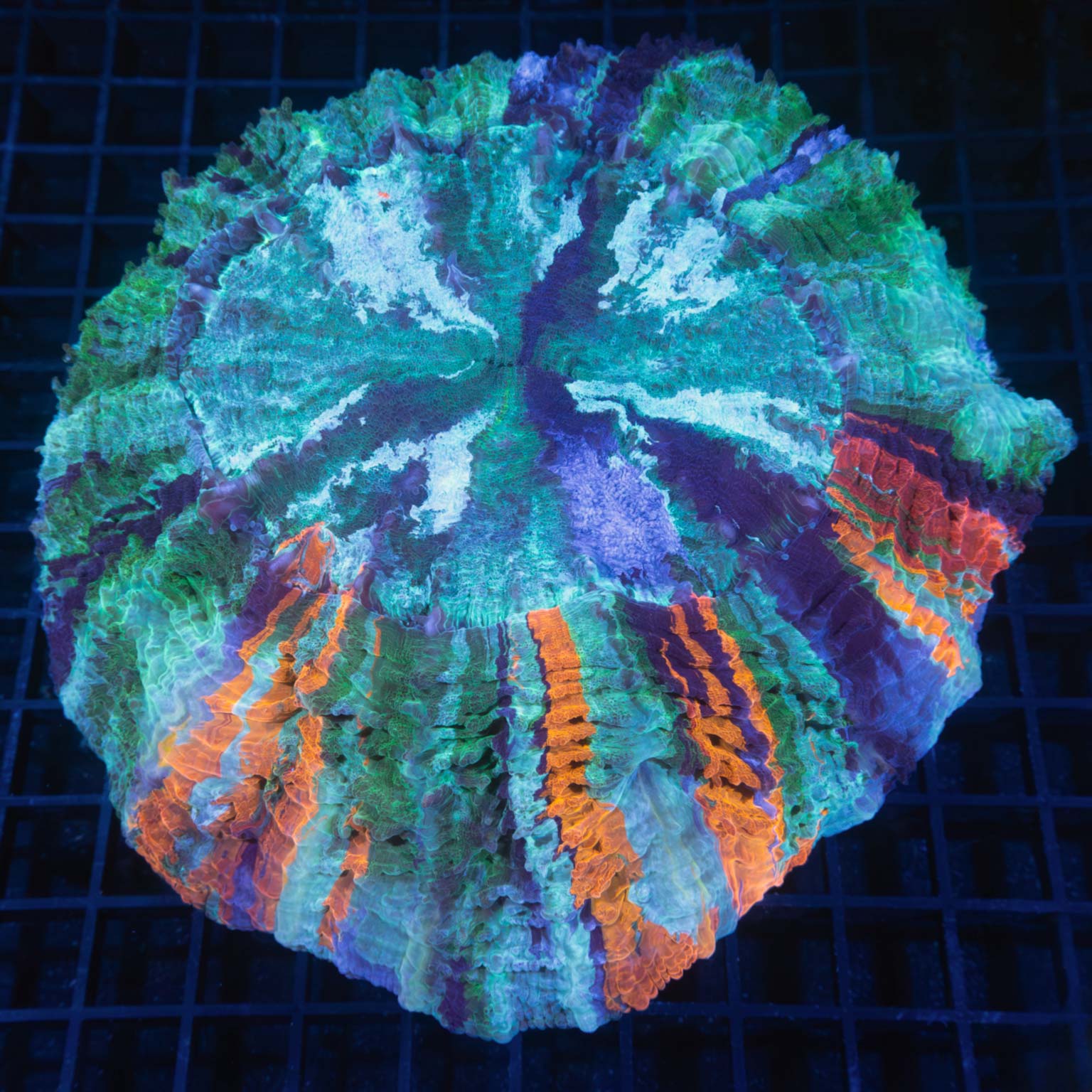 XL Rainbow Acanthophyllia 7"