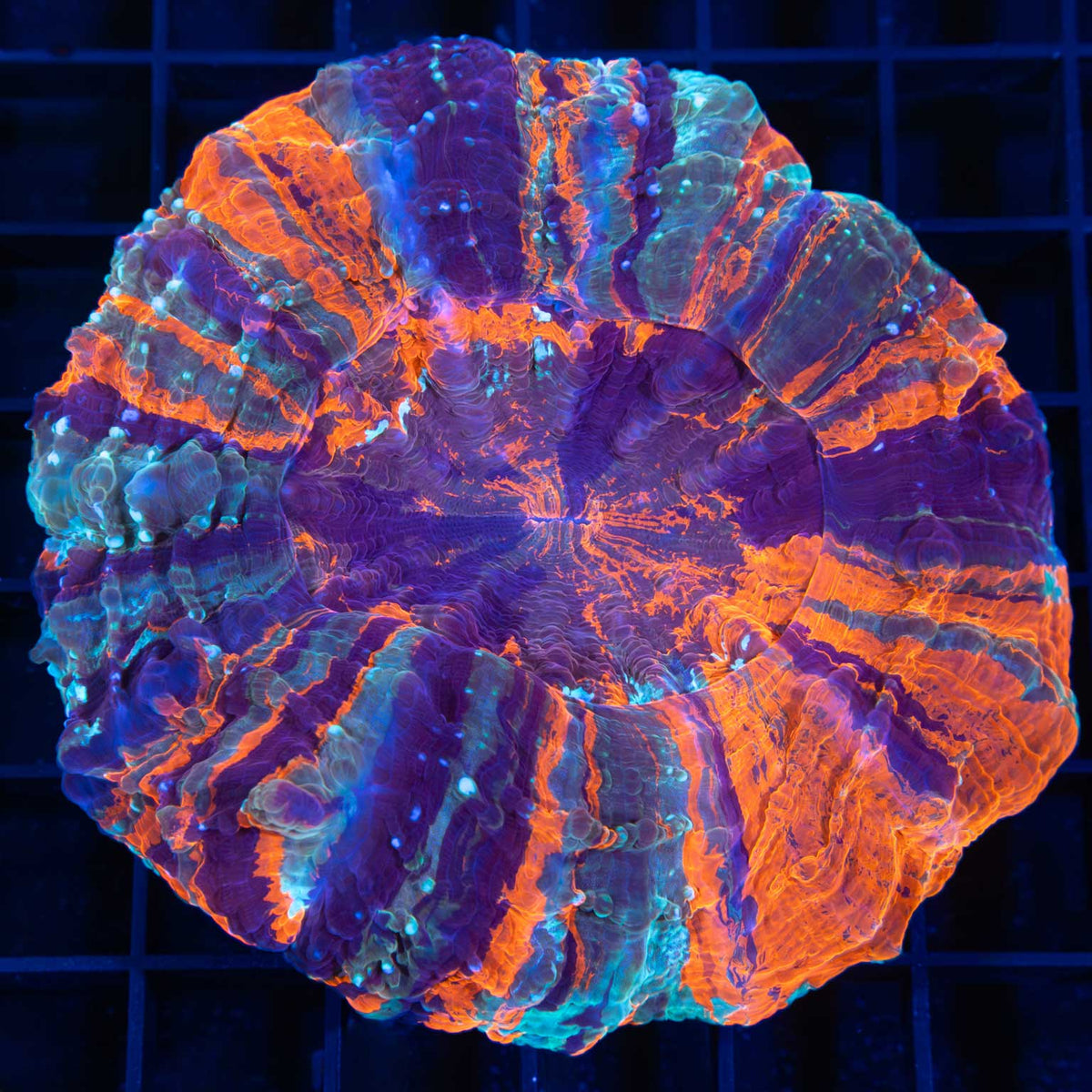 Rainbow Acanthophyllia