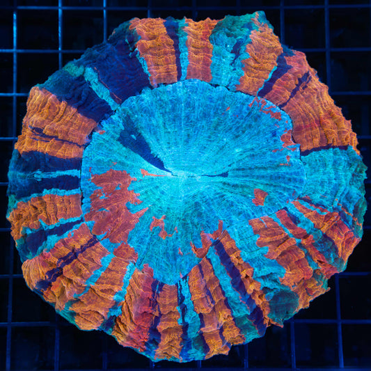 Rainbow Acanthophyllia 5"