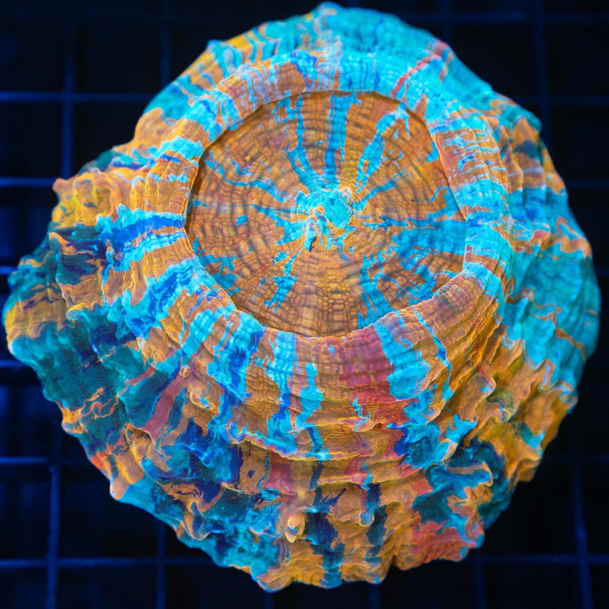 Rainbow Acanthophyllia 4.5"