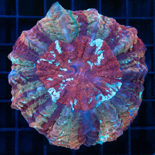 Crazy Rainbow Acanthophyllia