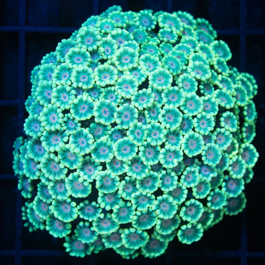 Rainbow Alveopora Colony