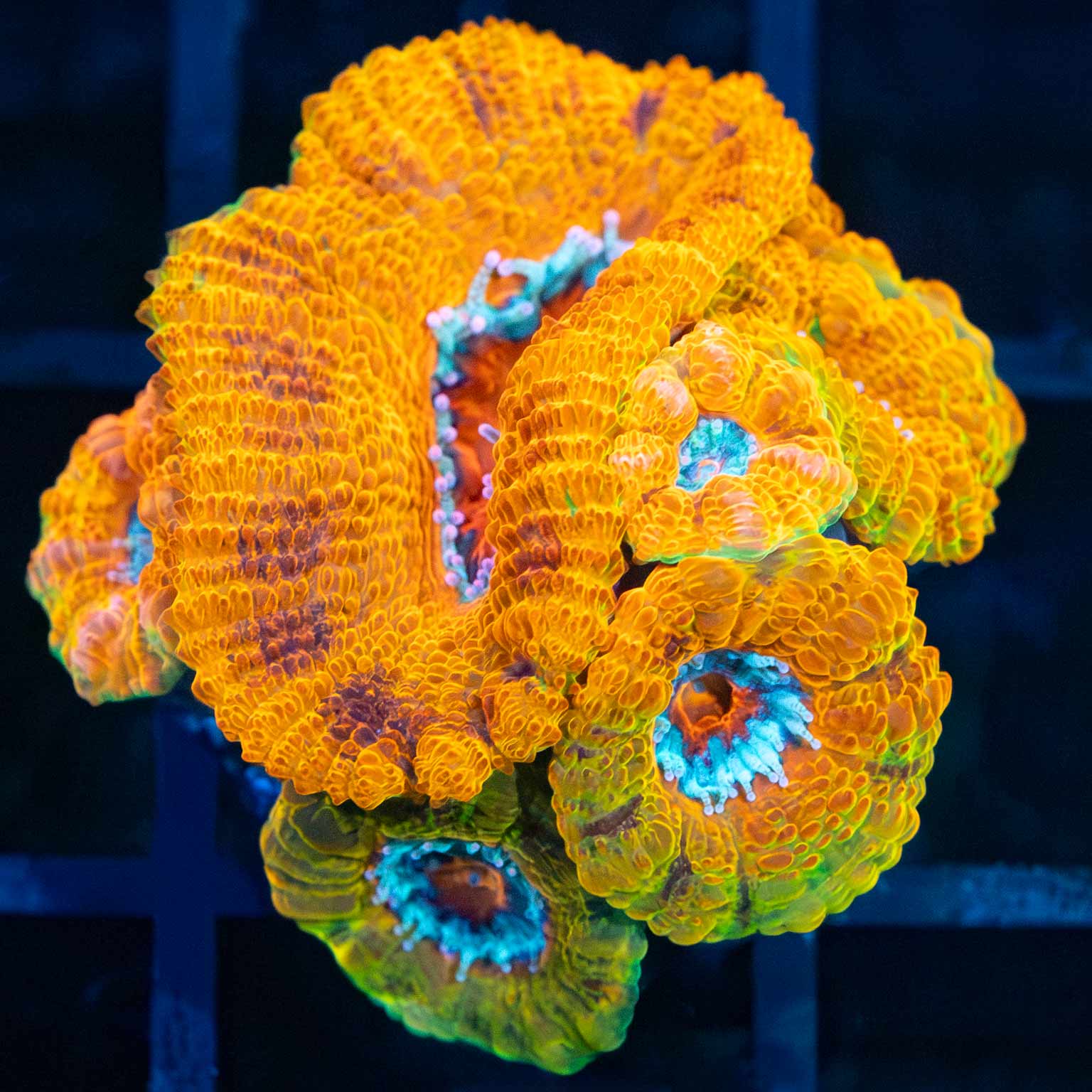 LCK Rainbow Anaconda Acan Colony