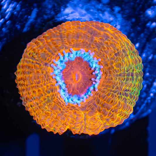 LCK Rainbow Anaconda Acan (Tank Grown)