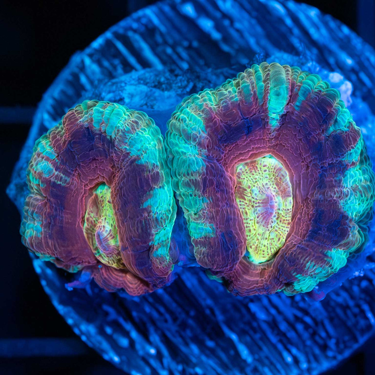 Rainbow Eye Asian Acan