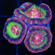 glowing ring asian acan 3 polyps