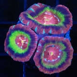 glowing ring asian acan 3 polyps