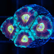 Rainbow Eye Asian Acan