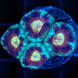 Rainbow Eye Asian Acan