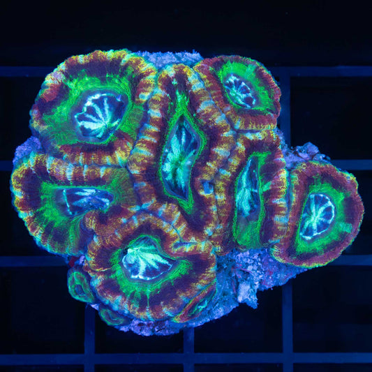 Rainbow Asian Acan Colony