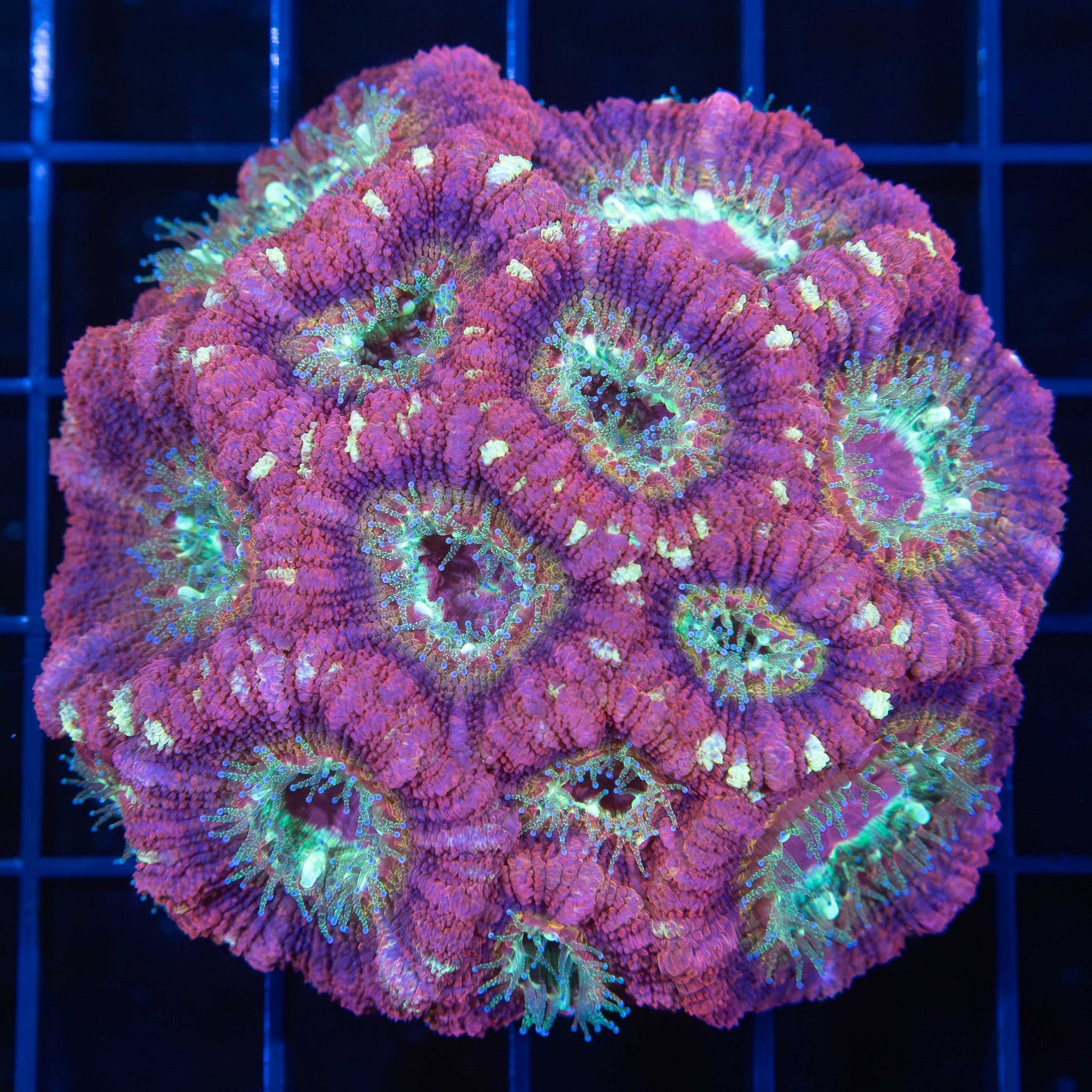 Rainbow Asian Acan Colony 2.75"