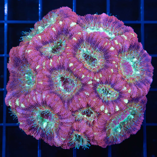 Rainbow Asian Acan Colony 2.75"