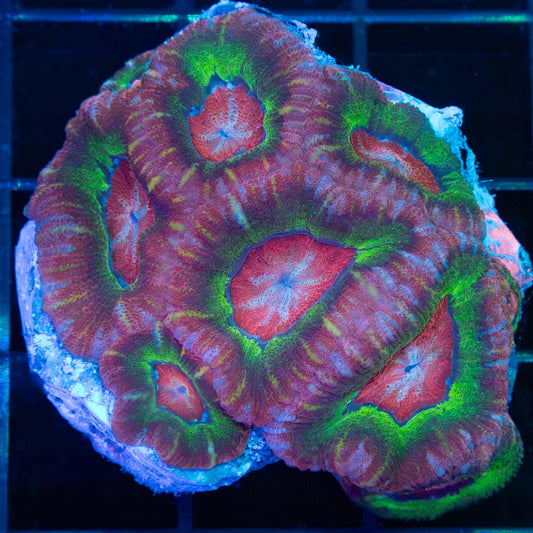 Rainbow Asian Acan Coral Mini Colony
